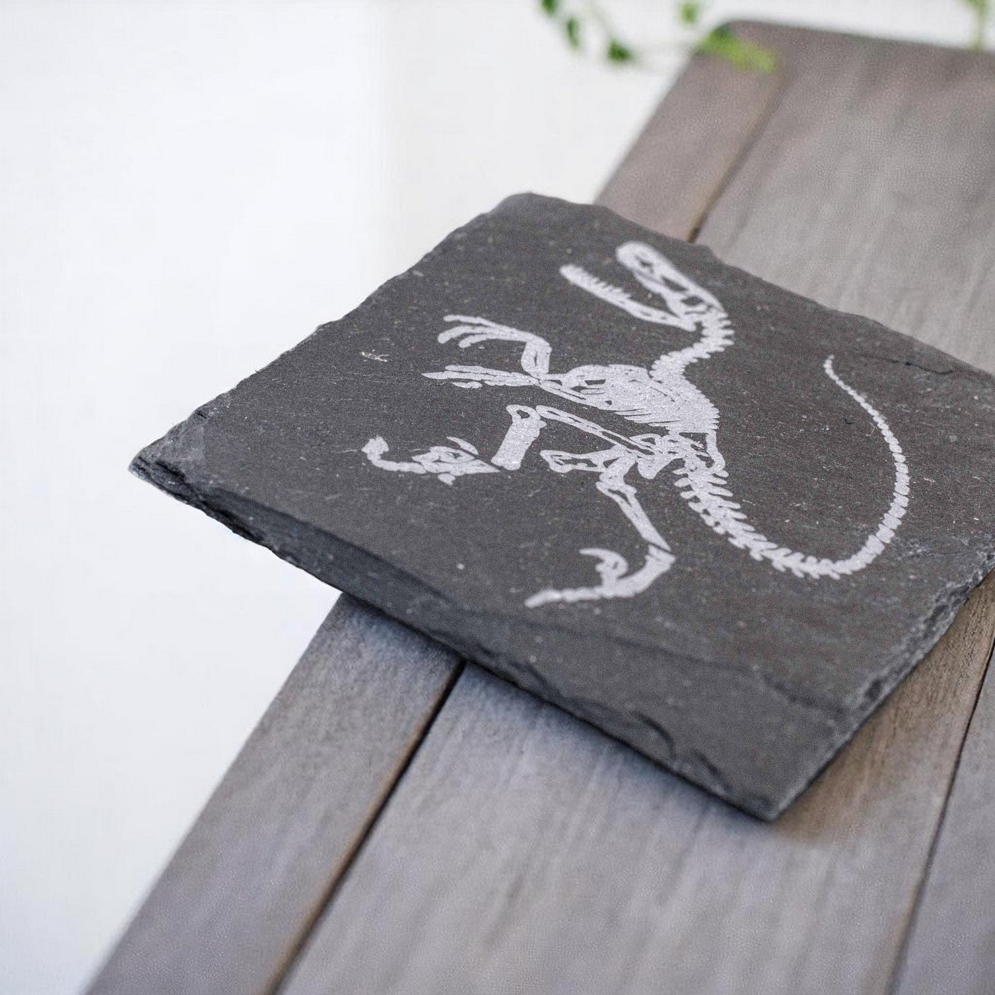 Coaster - Slate - Dinosaur Fossil - SET OF 2