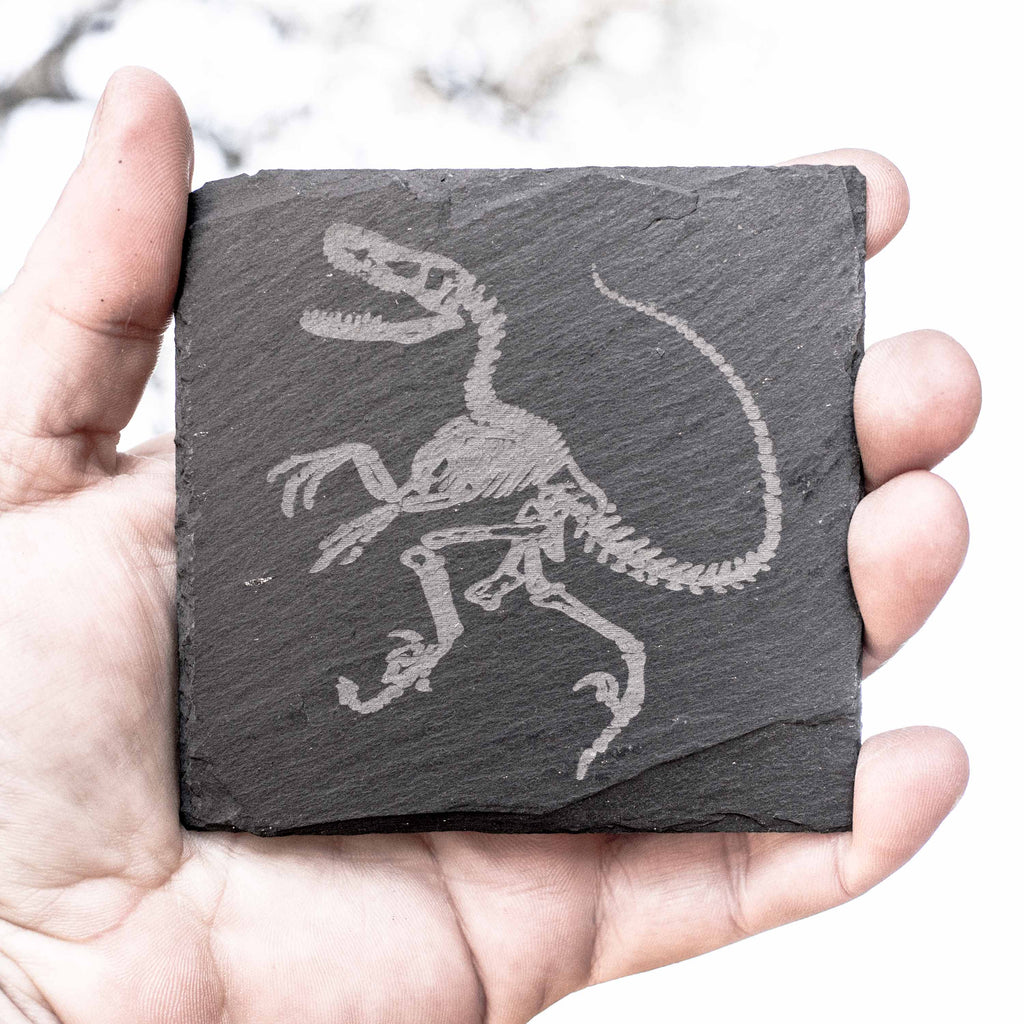 Coaster - Slate - Dinosaur Fossil - SET OF 2