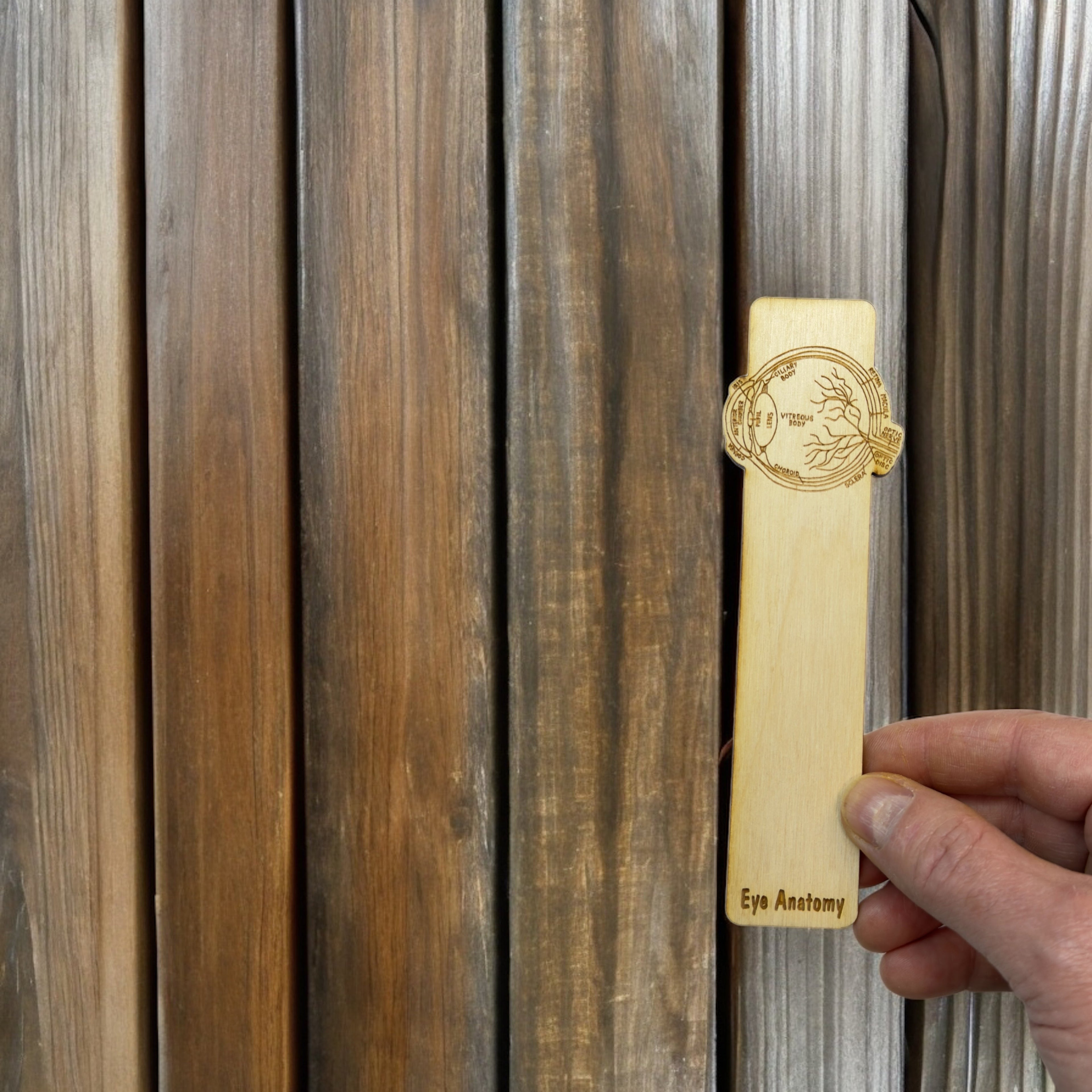 Bookmark - Eye Anatomy - Birch wood